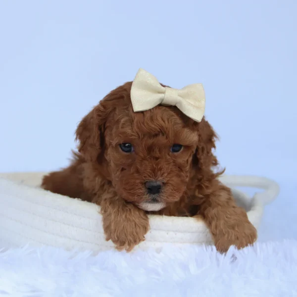 Female F1B Cavapoo- Ally - Image 2