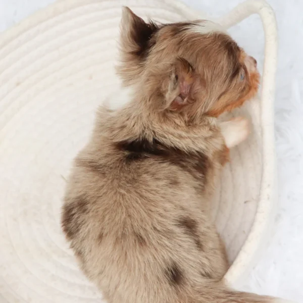 Male Teacup Chihuahua- Alfie - Image 4